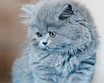 Кошки в Санкт-Петербурге: Чистокровный британский котенок Роберт Мальчик, 30 000 руб. - фото 3