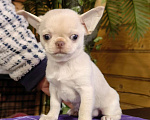 Собаки в Москве: Чихуахуа. Мальчик - Грэм Тайсон Мальчик, 50 000 руб. - фото 4