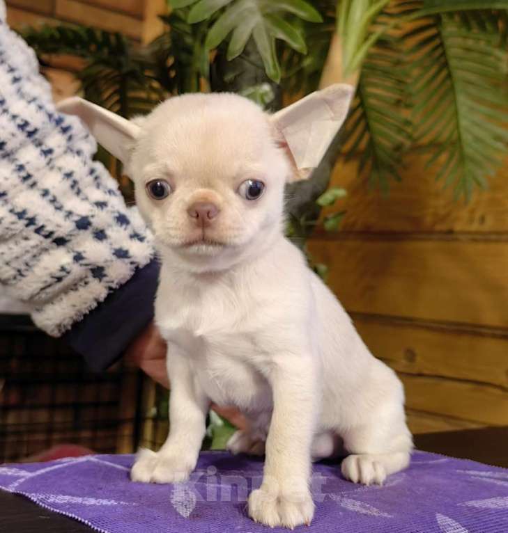 Собаки в Москве: Чихуахуа. Мальчик - Грэм Тайсон Мальчик, 50 000 руб. - фото 4