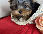 Собаки в Москве: Йорк мини мальчик РКФ Мальчик, 60 000 руб. - фото 4