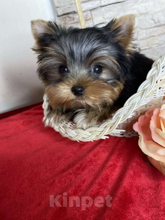 Собаки в Москве: Йорк мини мальчик РКФ Мальчик, 60 000 руб. - фото 4