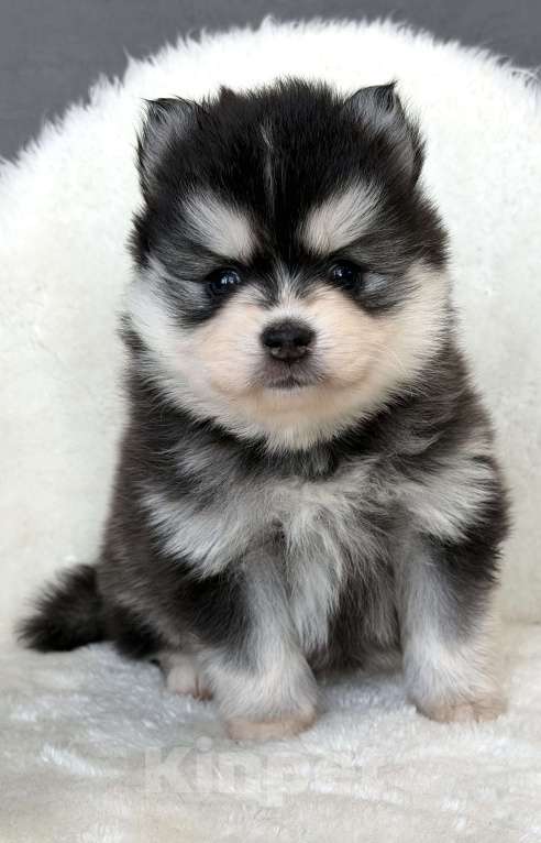 Собаки в Санкт-Петербурге: Девочка помски Девочка, 70 000 руб. - фото 3