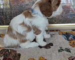 Собаки в Иваново: Шикарный малыш кавалерчик! Мальчик, Бесплатно - фото 4