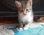 Кошки в других городах Московской области: Котенок от домашней кошки из частного дома Мальчик, 100 руб. - фото 2