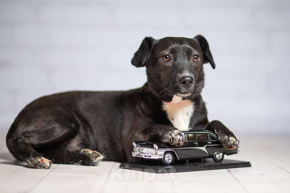 Собаки в Москве: Маленькая собачка Жизель в добрые руки Девочка, 1 руб. - фото 4