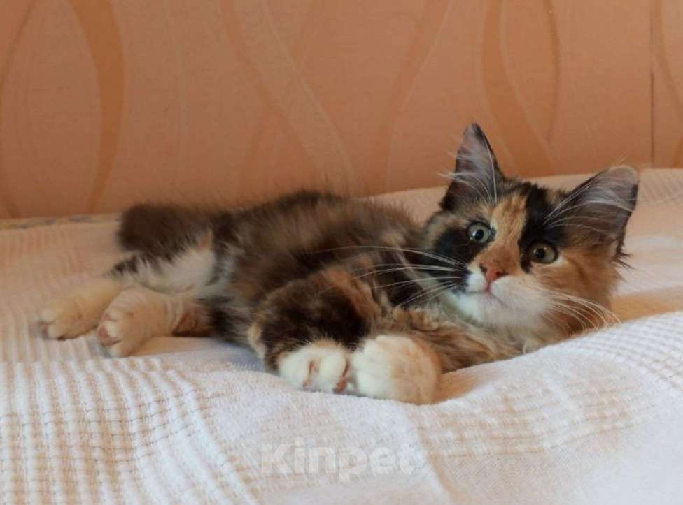 Кошки в Санкт-Петербурге: Котёнок Кася, трёхцветная-черепаховая Девочка, Бесплатно - фото 2