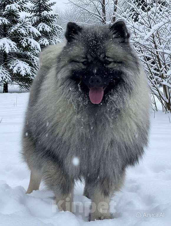 Собаки в Москве: Кобель немецкого вольфшпиц КЕЕСХОНД Мальчик, 70 000 руб. - фото 2