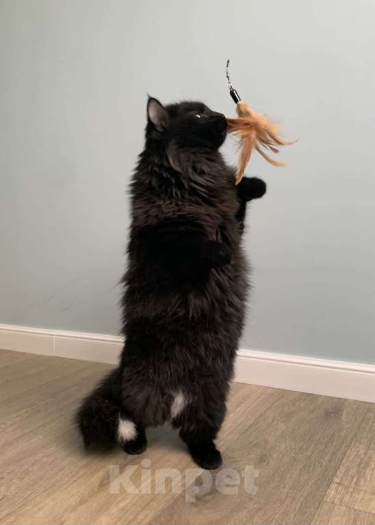 Кошки в Москве: Пушистый кот в добрые руки Мальчик, Бесплатно - фото 4