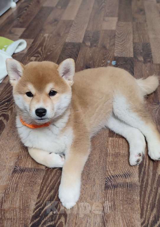 Собаки в Стерлитамаке: Щенки сиба-ину Девочка, 40 000 руб. - фото 5