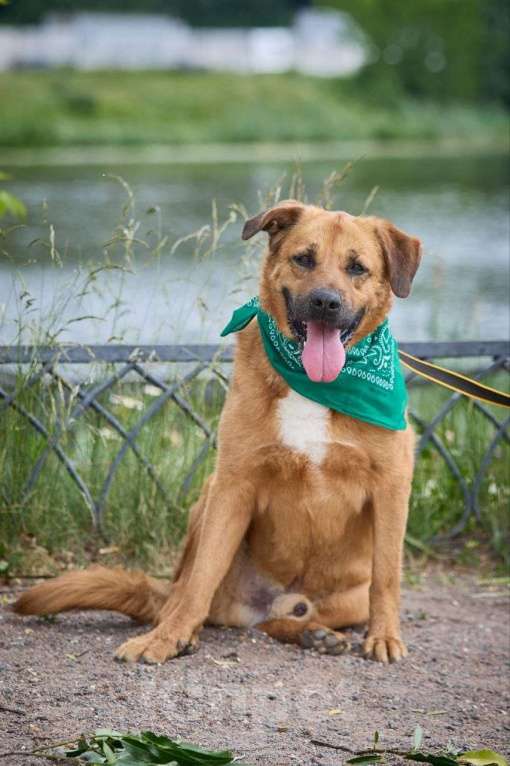 Собаки в Раменском: Шикарный рыжий пёс Тайф в добрые руки Мальчик, Бесплатно - фото 7