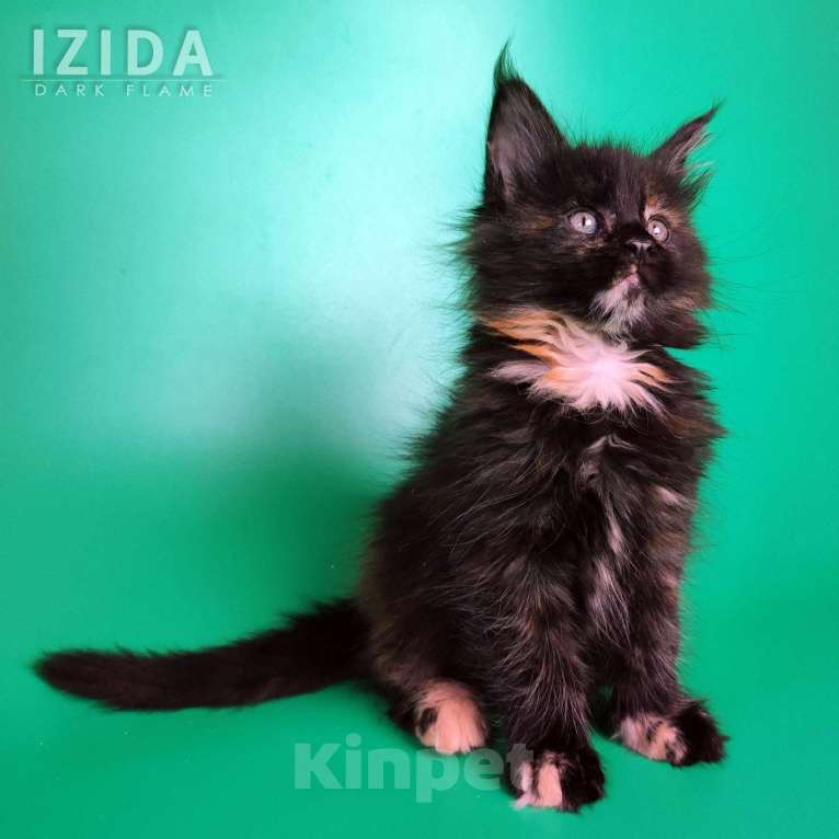 Кошки в других городах Воронежской области: Izida Dark Flame Девочка, 50 000 руб. - фото 6