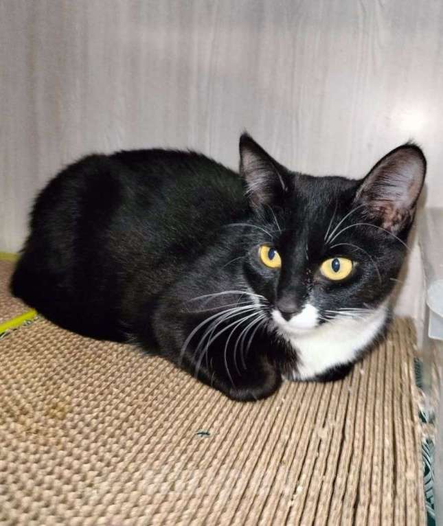 Кошки в Москве: Черненькая малышка Купи ищет дом! Девочка, Бесплатно - фото 3