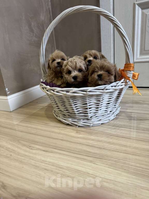 Собаки в Москве: Мальтипу f1 Мини Девочка, 130 000 руб. - фото 1