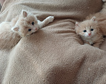 Кошки в Москве: Сибирские котята Мальчик, Бесплатно - фото 5