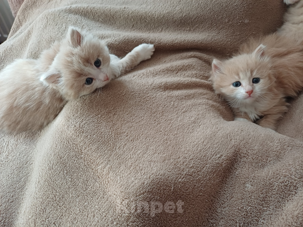 Кошки в Москве: Сибирские котята Мальчик, Бесплатно - фото 5