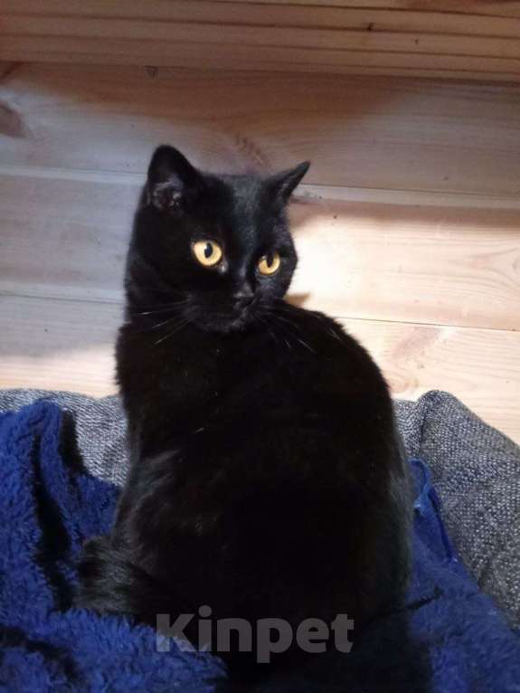 Кошки в Люберцах: ИЩЕТ ДОМ КОШКА ПО КЛИЧКЕ БАГИРА Девочка, Бесплатно - фото 2