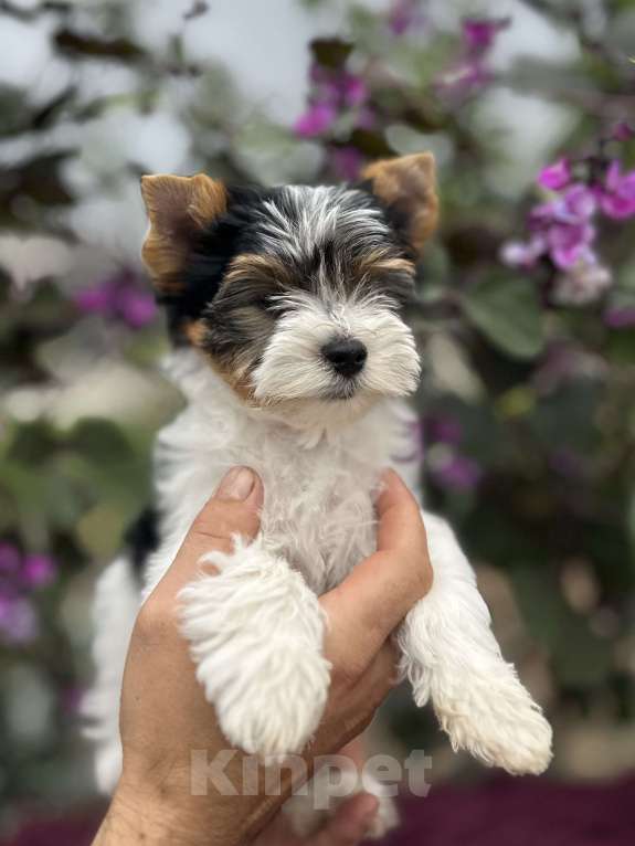 Собаки в других городах Владимирской области: Мальчик бивер Мальчик, 60 000 руб. - фото 2