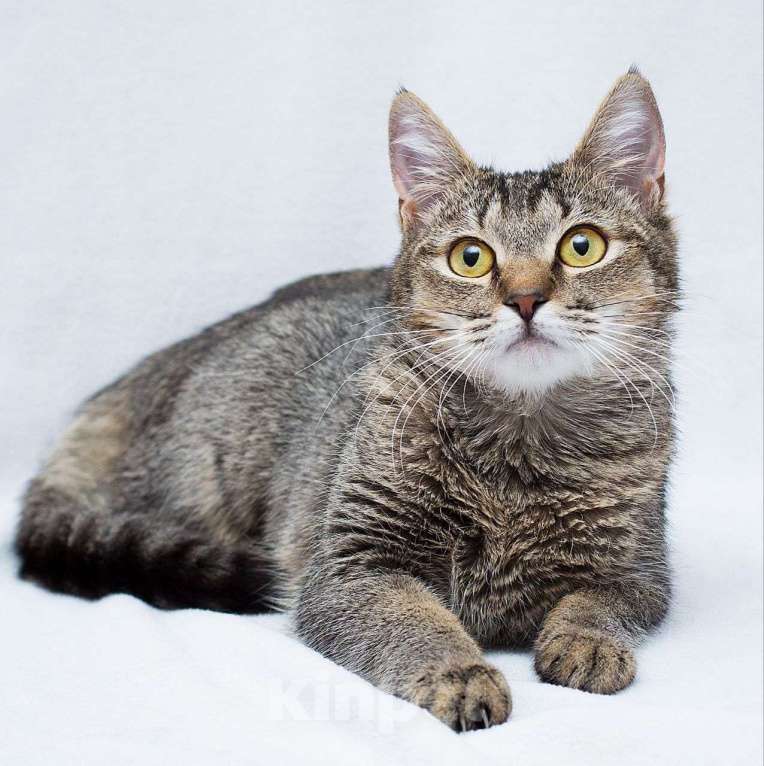 Кошки в Москве: Масю никто не замечает Девочка, Бесплатно - фото 4