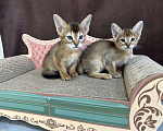 Кошки в Москве: абиссинская кошечка дикого окраса под резерв  Девочка, 85 000 руб. - фото 8