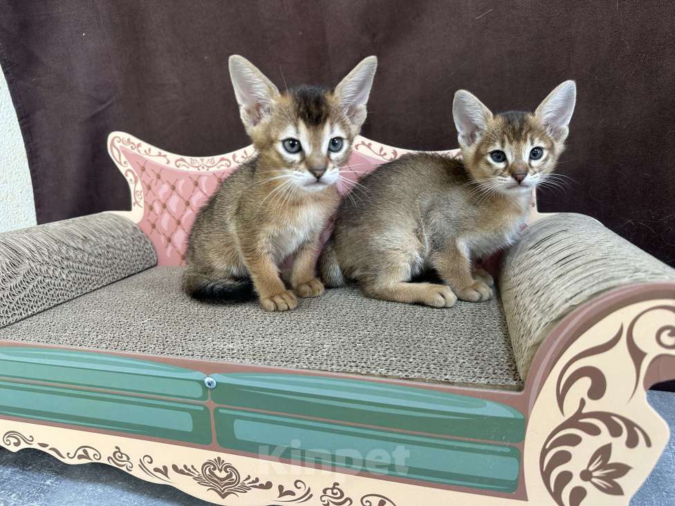 Кошки в Москве: абиссинская кошечка дикого окраса под резерв  Девочка, 85 000 руб. - фото 8