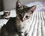 Кошки в Казани: Кошечка Девочка, Бесплатно - фото 2