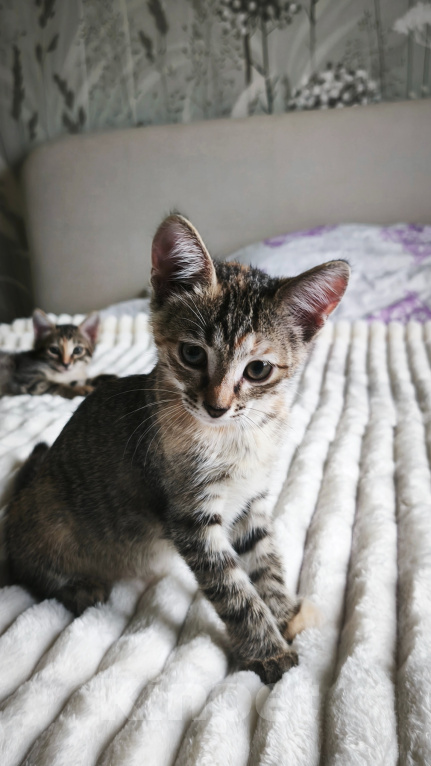 Кошки в Казани: Кошечка Девочка, Бесплатно - фото 2