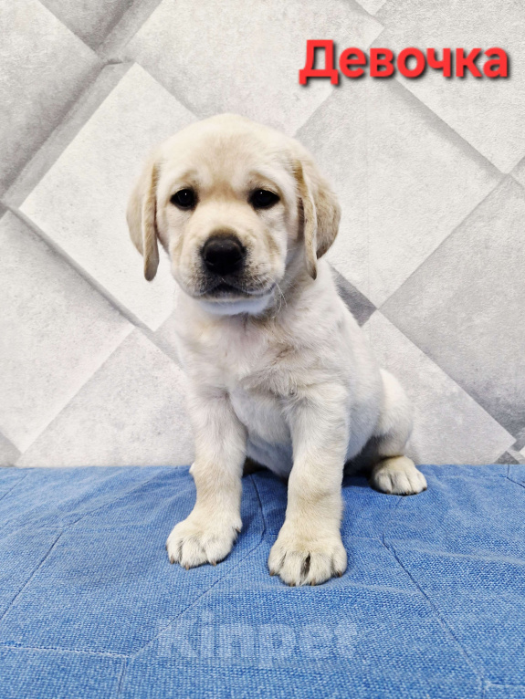 Собаки в Новокузнецке: Щенок лабрадора девочка Девочка, 60 000 руб. - фото 4
