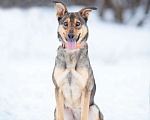Собаки в Солнечногорске: Собака-компаньон в дар Девочка, Бесплатно - фото 3