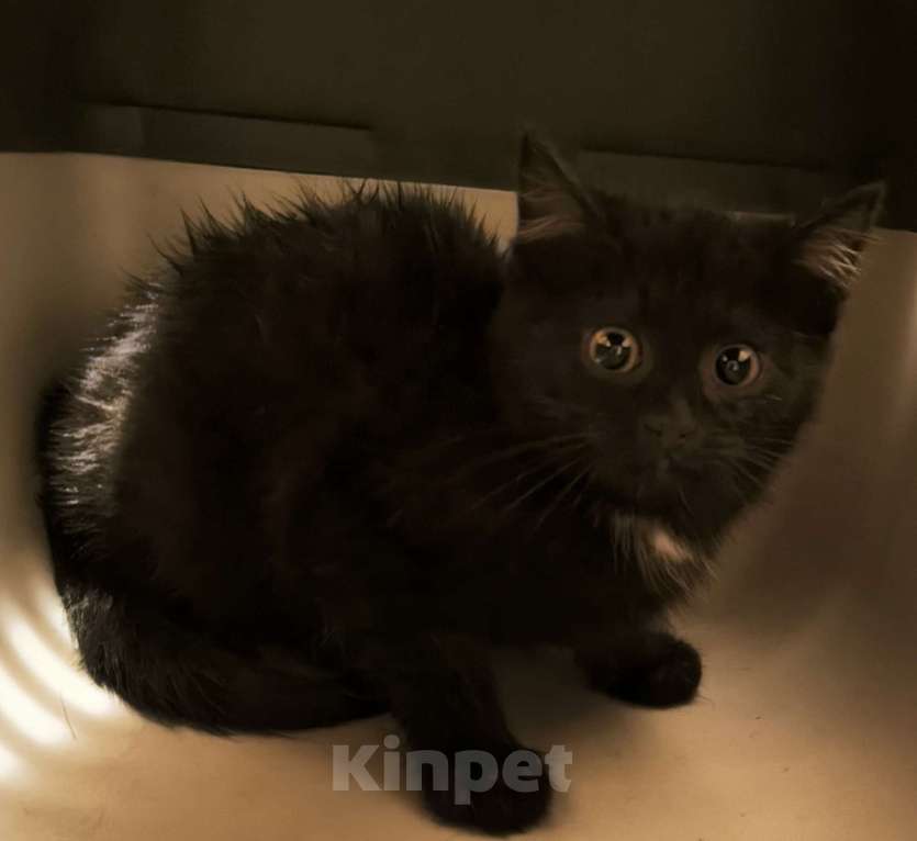 Кошки в Санкт-Петербурге: Сняли с дерева черное золотко Мальчик, 100 руб. - фото 1