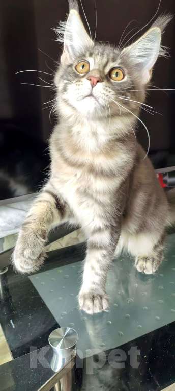 Кошки в Краснодаре: Котята Мейн-кун Разнополые, 35 000 руб. - фото 10