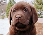 Собаки в Москве: Обворожительный шоколадный щенок лабррадора Девочка, 150 000 руб. - фото 4