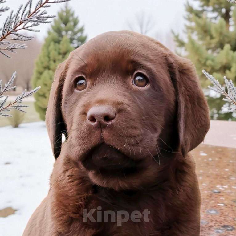 Собаки в Москве: Обворожительный шоколадный щенок лабррадора Девочка, 150 000 руб. - фото 4