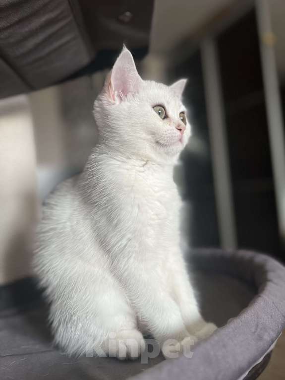 Кошки в Балашихе: Серебристая шиншилла котенок Девочка, 20 000 руб. - фото 6