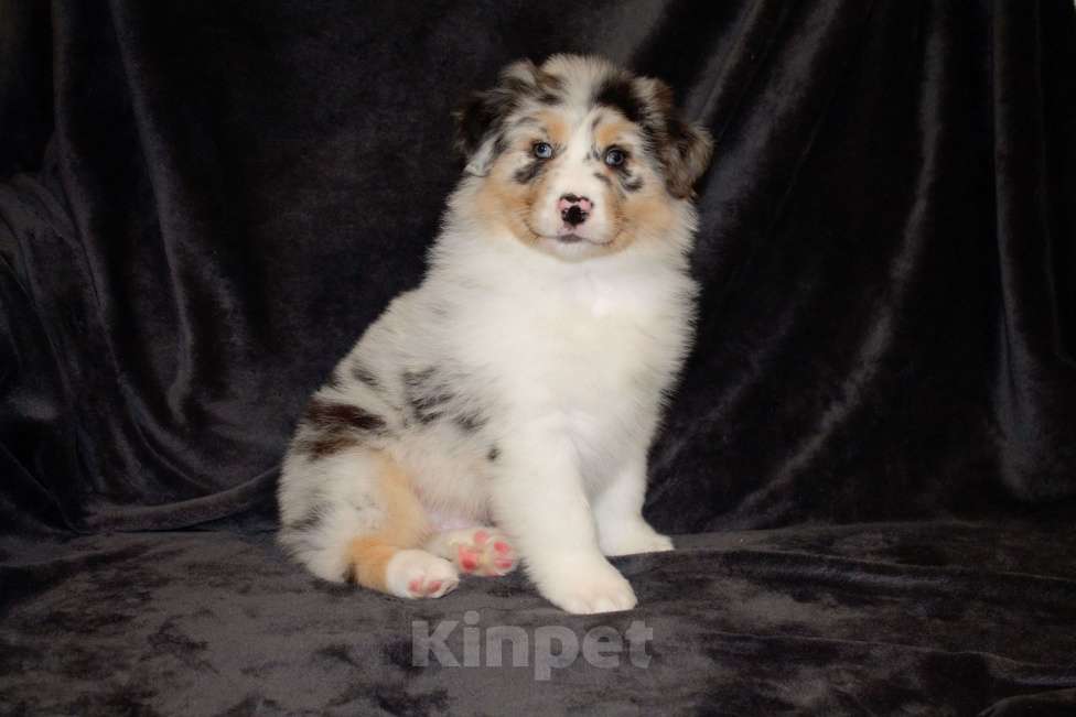 Собаки в других городах Московской области: Австралийская овчарка (аусси) Мальчик, 100 000 руб. - фото 2