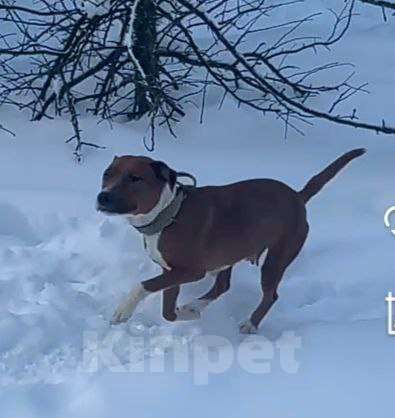 Собаки в других городах Московской области: Юнити стаффордшир из Якутска Девочка, Бесплатно - фото 3