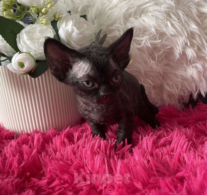 Кошки в Москве: Котенок Девон Рекс черная девочка Девочка, 75 000 руб. - фото 6