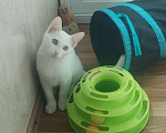 Кошки в Москве: Котёнок в добрые руки Мальчик, Бесплатно - фото 3