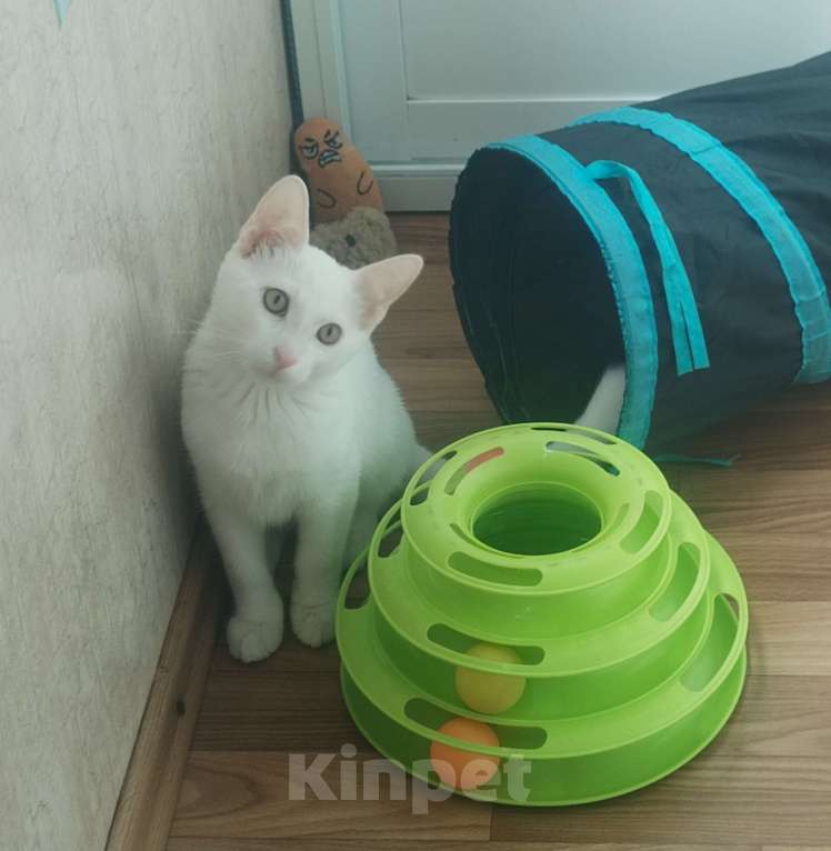 Кошки в Москве: Котёнок в добрые руки Мальчик, Бесплатно - фото 3