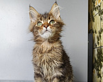 Кошки в Москве: Котёнок Мейн-кун Девочка Девочка, 40 000 руб. - фото 2