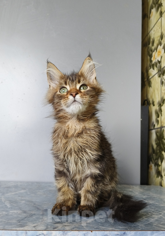 Кошки в Москве: Котёнок Мейн-кун Девочка Девочка, 40 000 руб. - фото 2