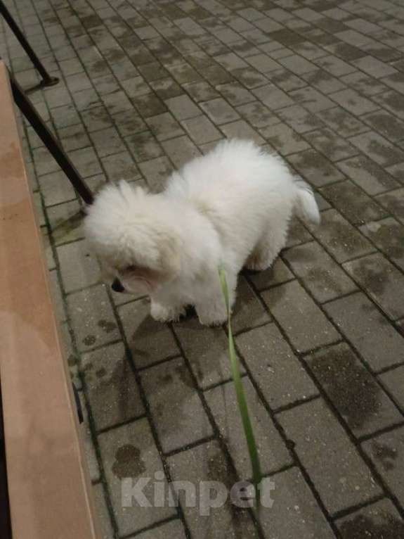 Собаки в Балашихе: Бишон фризе щенок Мальчик, 40 000 руб. - фото 2