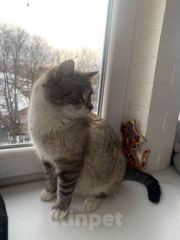 Кошки в Москве: Продам котенка редкой породы охос азулес Девочка, 30 000 руб. - фото 2