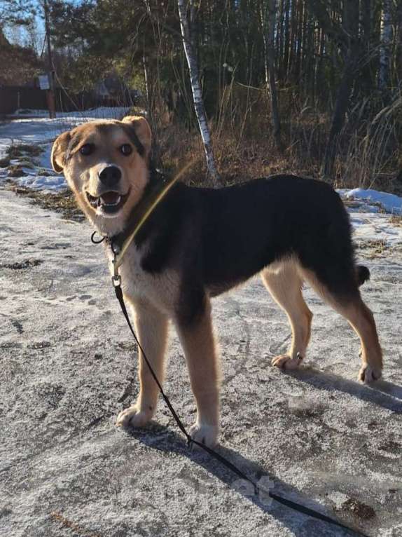 Собаки в других городах Московской области: Щенок в добрые руки  Мальчик, Бесплатно - фото 2