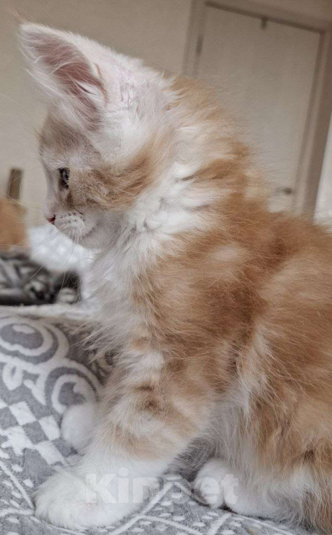 Кошки в Геленджике: Продаётся котёнок мейн-кун, мальчик, ласковый рыжий окрас d 03 22, из питомника EdenLight (Геленджик Мальчик, Бесплатно - фото 5