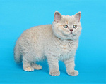 Кошки в Ульяновске: Британский котенок (кошечка) Девочка, 12 000 руб. - фото 5