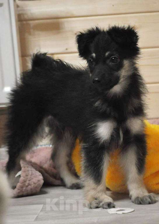 Собаки в Лосином-Петровском: якутята из ледяного подъезда Мальчик, Бесплатно - фото 10