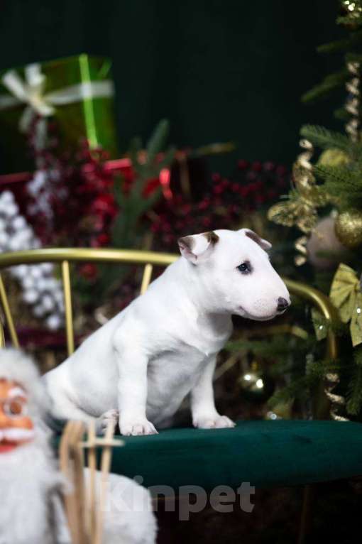 Собаки в Москве: Бультерьер стандартный, щенок  Мальчик, Бесплатно - фото 5