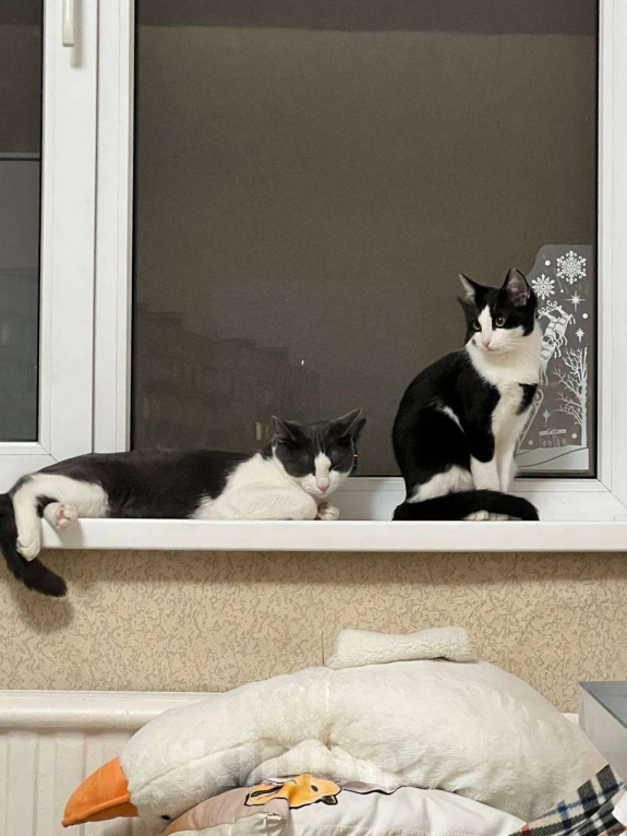 Кошки в Санкт-Петербурге: Котенок Черничка ищет дом Девочка, Бесплатно - фото 5