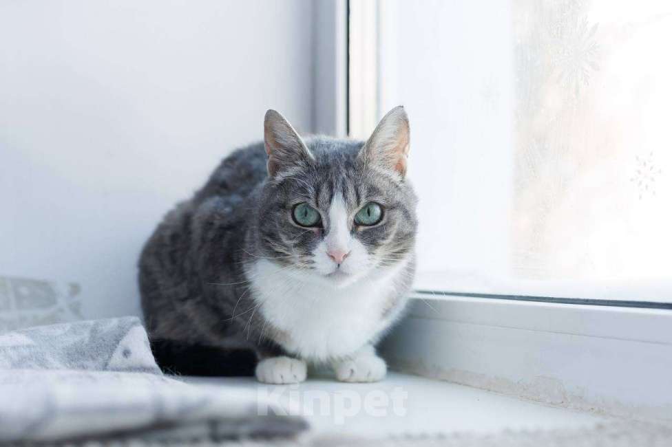 Кошки в Ивантеевке: Кошка с красивыми глазами Девочка, Бесплатно - фото 4