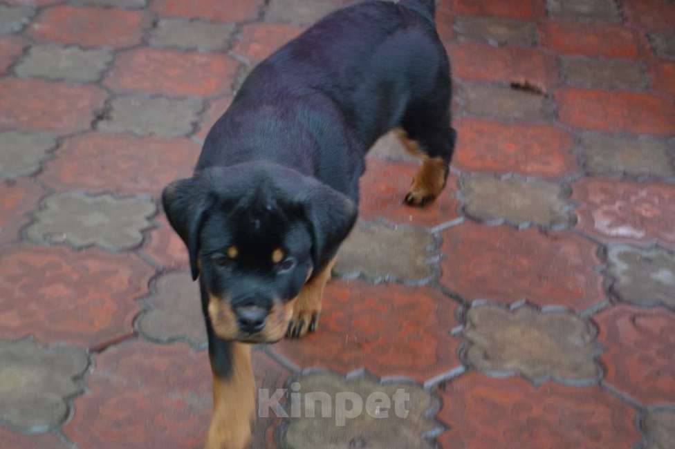 Собаки в Ельце: Динамит Мальчик, 65 000 руб. - фото 1